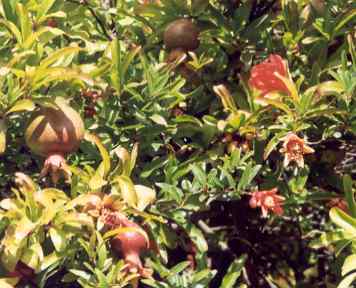 Punica granatum: Pomegranate shrub with flowers and fruits