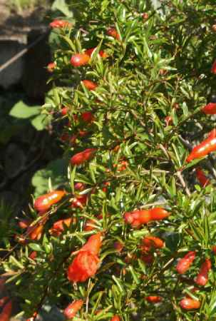 Punica granatum: Flowering pomegranate shrub