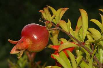 Punica granatum: Ripening pomegranate