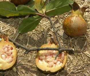 Punica granatum: Wild pomegranates, Jammu & Kashmir, NH 1A, km 82