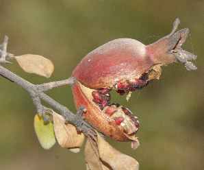 Punica granatum: Wild form of pomegranate, J&K National Highway 1A, km 82