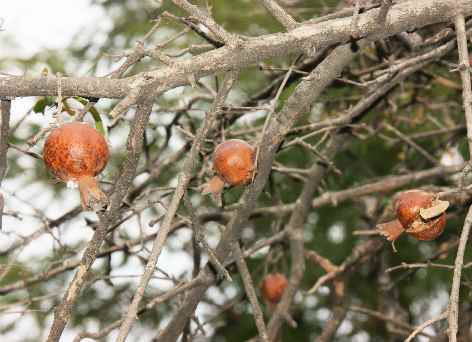 Punica granatum: Wild pomegranate bush