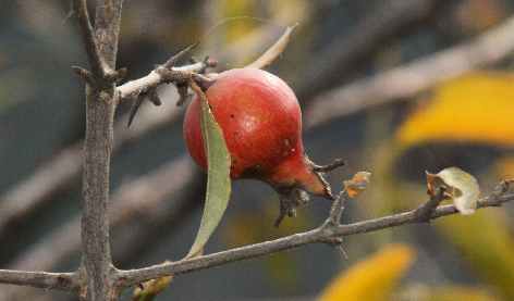 Punica granatum: Undomesticated pomegranate