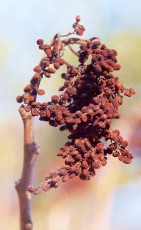Rhus glabra: Ripe fruits of North American Sumac