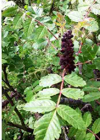 Rhus coriaria: Sumac fruits