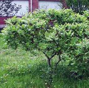 Rhus coriaria: Sumac shrub