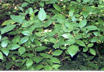 Toxicodendron vernicifluum: Japanese Poison Sumac