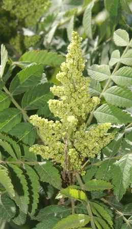 Rhus coriaria: Sumac inflorescence