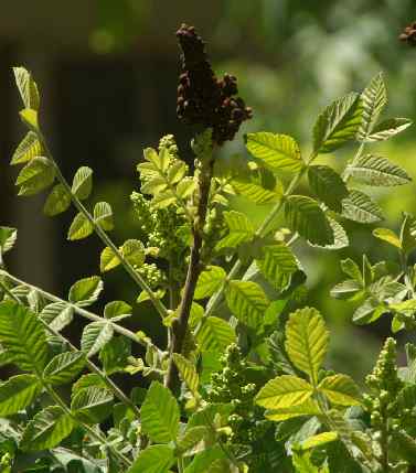 Rhus coriaria: Sumac inflorencence and infrutescence