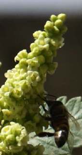 Rhus coriaria: Somagh inflorescence