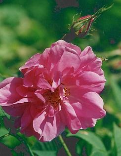 Rosa damascena trigintipetala: Damask (Kazanlik) rose