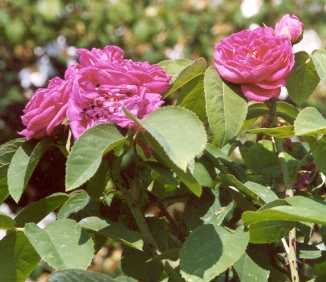Rosa damascena: Rose de Resht (Damask)