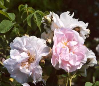 Rosa damascena: Damask rose Celsiana