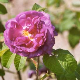 Rosa gallica: Gallicarose President de Seze