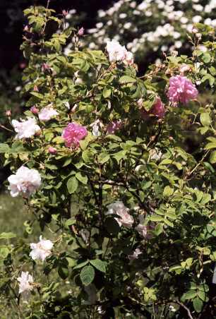 Rosa damascena versicolor: Damaszenerrose York and Lancaster