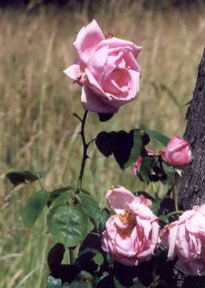 Rosa spec: Tea hybride rose Climbing Madame Caroline Testout