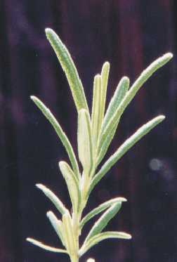 Rosmarinus officinalis: Rosemary needles