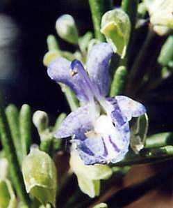 Rosmarinus officinalis: Rosemary flower