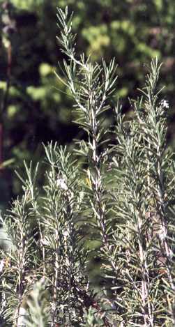Rosmarinus officinalis: Rosemary shrub