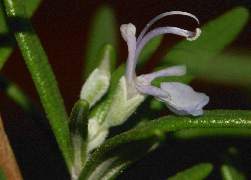 Rosmarinus officinalis: Rosemary flower close-up