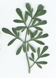 Ruta graveolens: Rue leaf