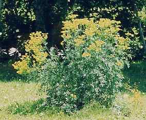 Ruta graveolens: Flowering rue shrub