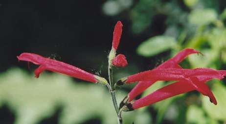 Salvia elegans cf. Tangerin: Tangerine sage