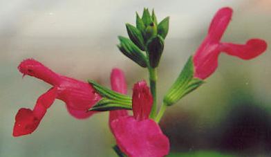 Salvia greggii: Peach sage, red-orange flowers