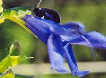 Salvia janthina: Gentian sage (blue flower)
