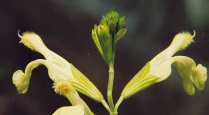 Salvia officinalis: Peach sage, yellow flowers