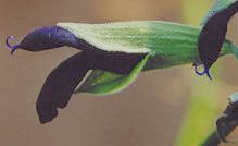 Salvia discolor: Peru sage, black flower