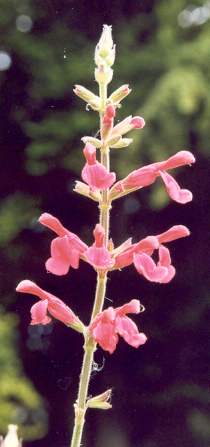 Salvia dorisiana: Fruit sage flowers