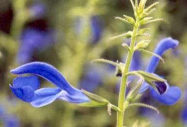 Salvia patens: Blue angel sage