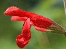 Salvia darcyi: Guavensalbei Einzelblüte