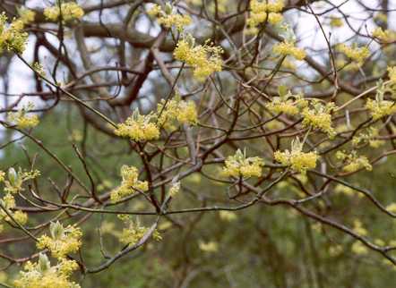 Sassafras albidum: Flowering sassafras tree