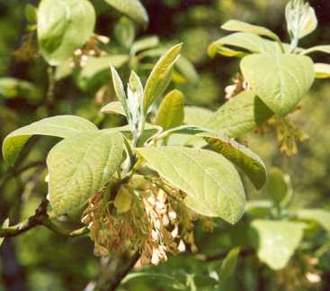 Sassafras albidum: Sassafras branch with young leaves