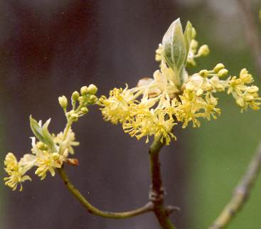 Sassafras albidum: Sassafras flowering branch (flowers)