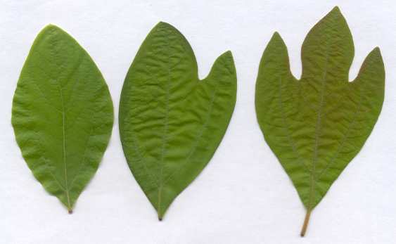Sassafras albidum: Sassafras leaf in three shapes