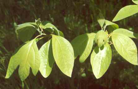Sassafras albidum: Branch of sassafras