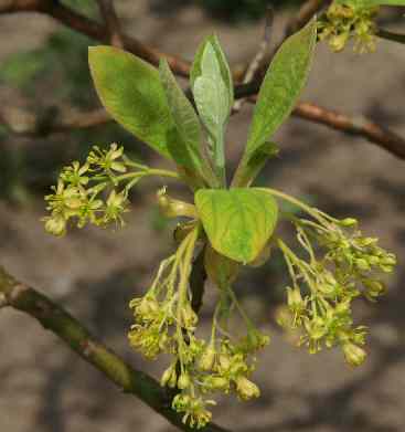 Sassafras albidum: Zweig mit Blättern und Blüten
