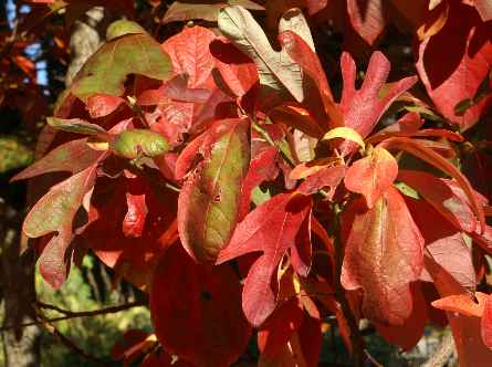Sassafras albidum: Sassafras (rotes Herbstlaub)