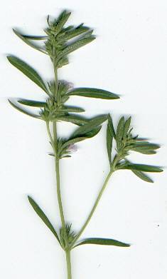 Satureja hortensis: Bohnenkraut (blühender Zweig)