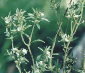 Satureja hortensis: Summer savory