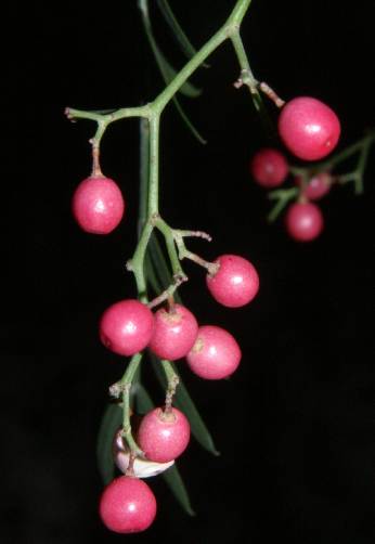 Schinus molle: Peruvian pink peppertree fruits