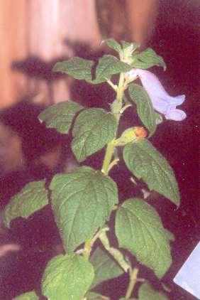 Sesamum radiatum: Blühende Sesampflanze