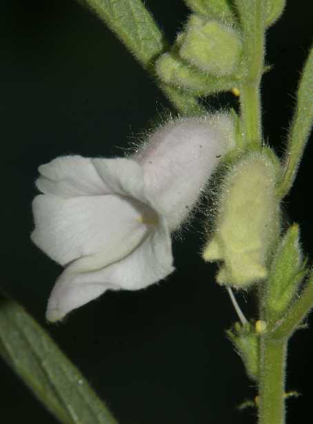 Sesamum indicum: White Sesame flower