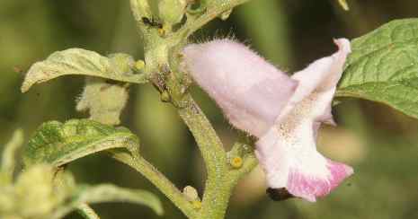 Sesamum indicum: Purple-white sesame flower