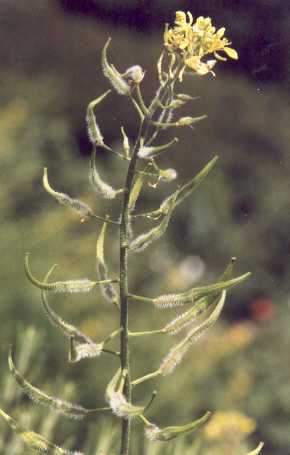 Sinapis alba: Blühender und fruchtender weißer Senf
