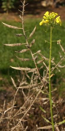 Sinapis alba: Weisser Senf, Blüten und alte Früchte