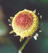 Spilanthes acmella/oleracea: Husarenknopf Blüte